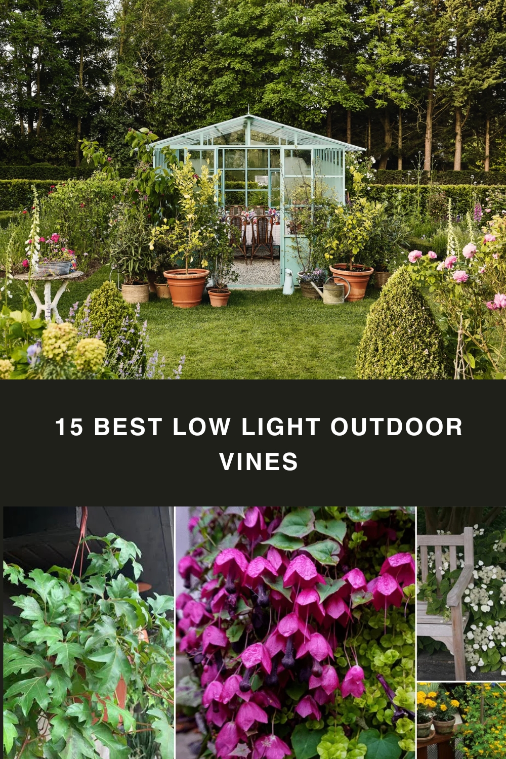 15 Best Low Light Outdoor Vines pin