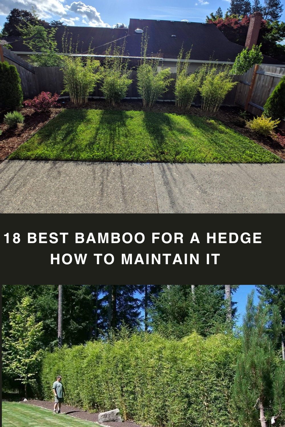 18 Best Bamboo for a Hedge + How to Maintain it pin