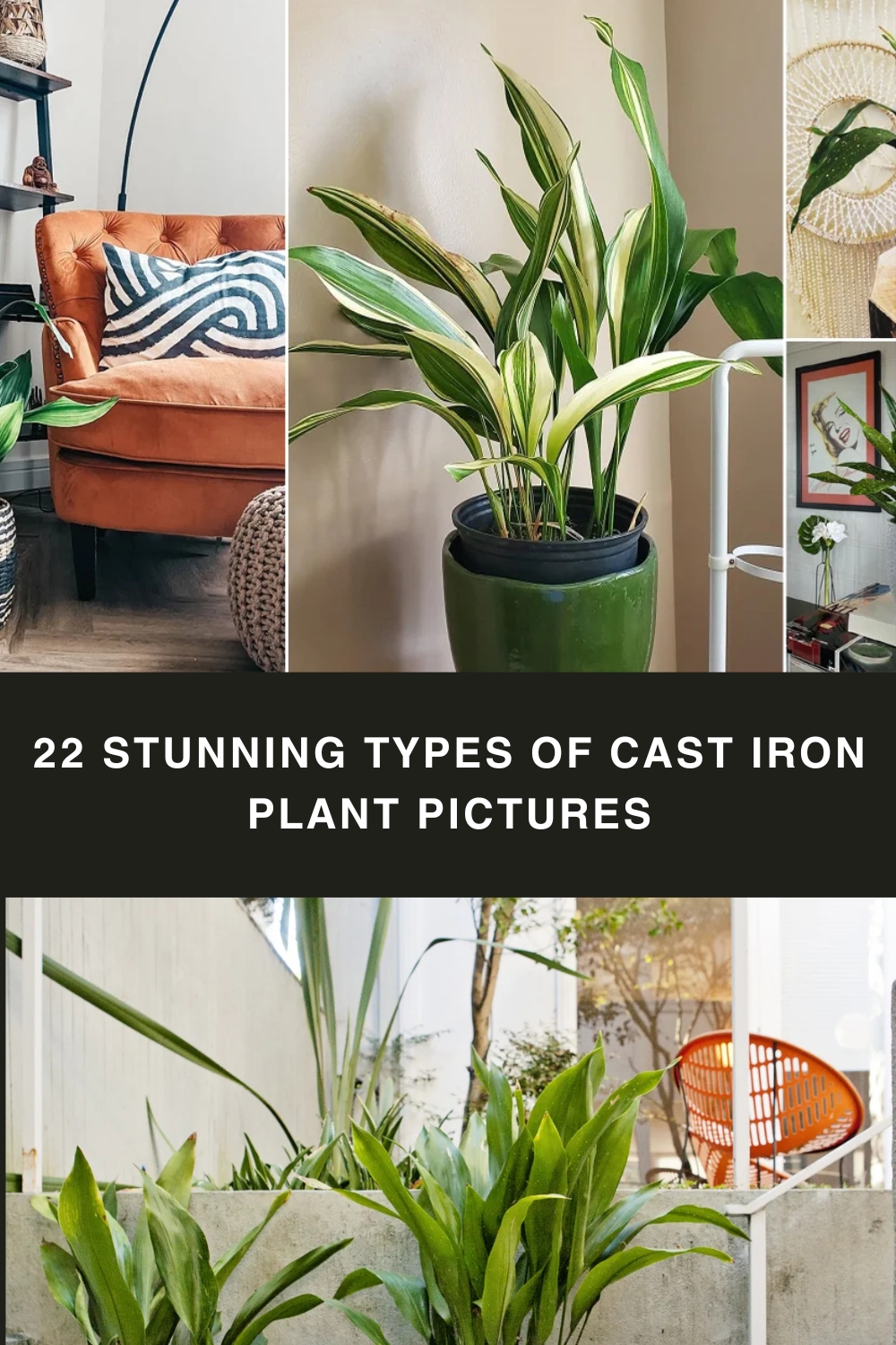 22 Stunning Types of Cast Iron Plant Pictures pin