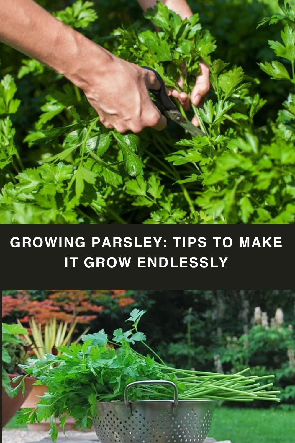 Growing parsley: tips to make it grow endlessly pin