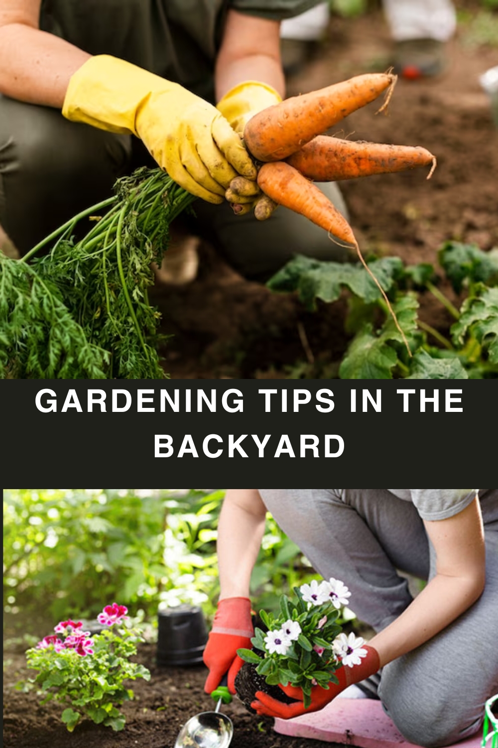 Gardening Tips in the backyard
