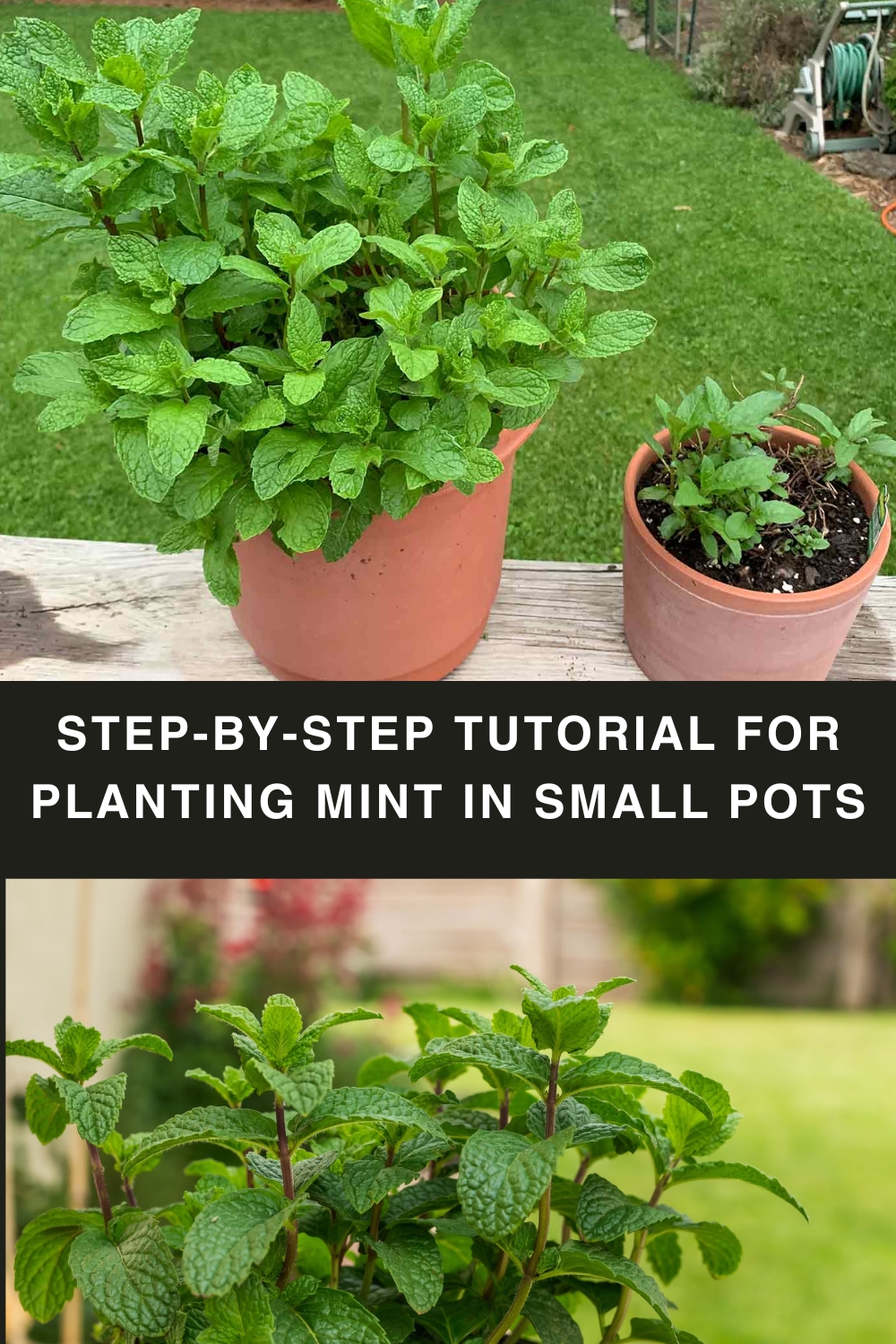 Step-by-Step Tutorial for Planting Mint in Small Pots

