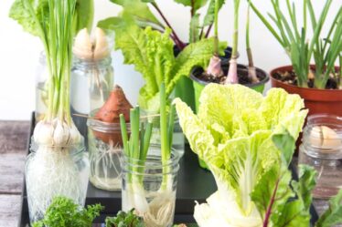 12 Best Veggies & Herbs to Regrow from Kitchen Scraps