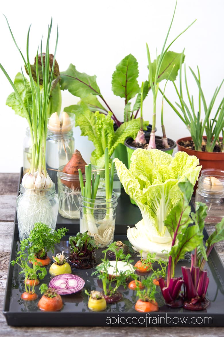 12 Best Veggies & Herbs to Regrow from Kitchen Scraps