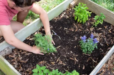 30 Simple Tips For Growing In Raised Garden Beds