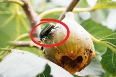 Common Fig Tree Pests – What To Do About Pests On Fig Trees