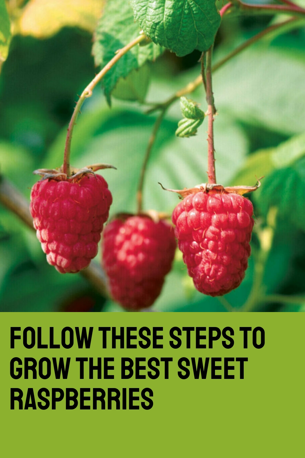 Follow These Steps to Grow the Best Sweet Raspberries