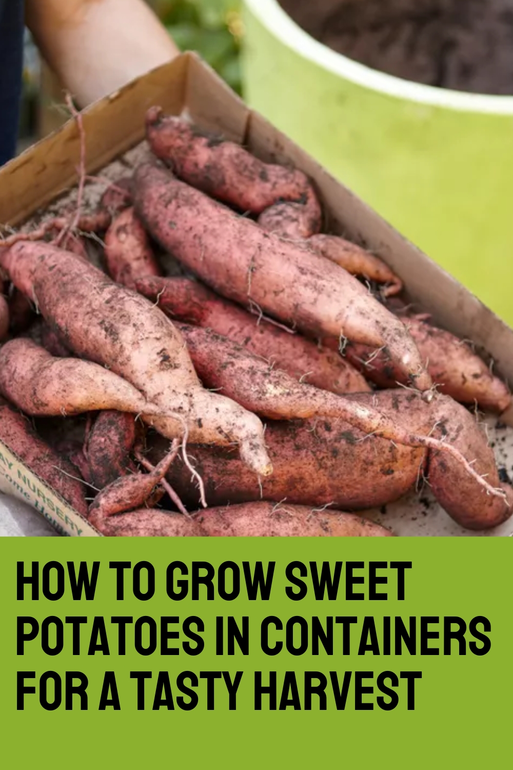 How to Grow Sweet Potatoes in Containers for a Tasty Harvest
