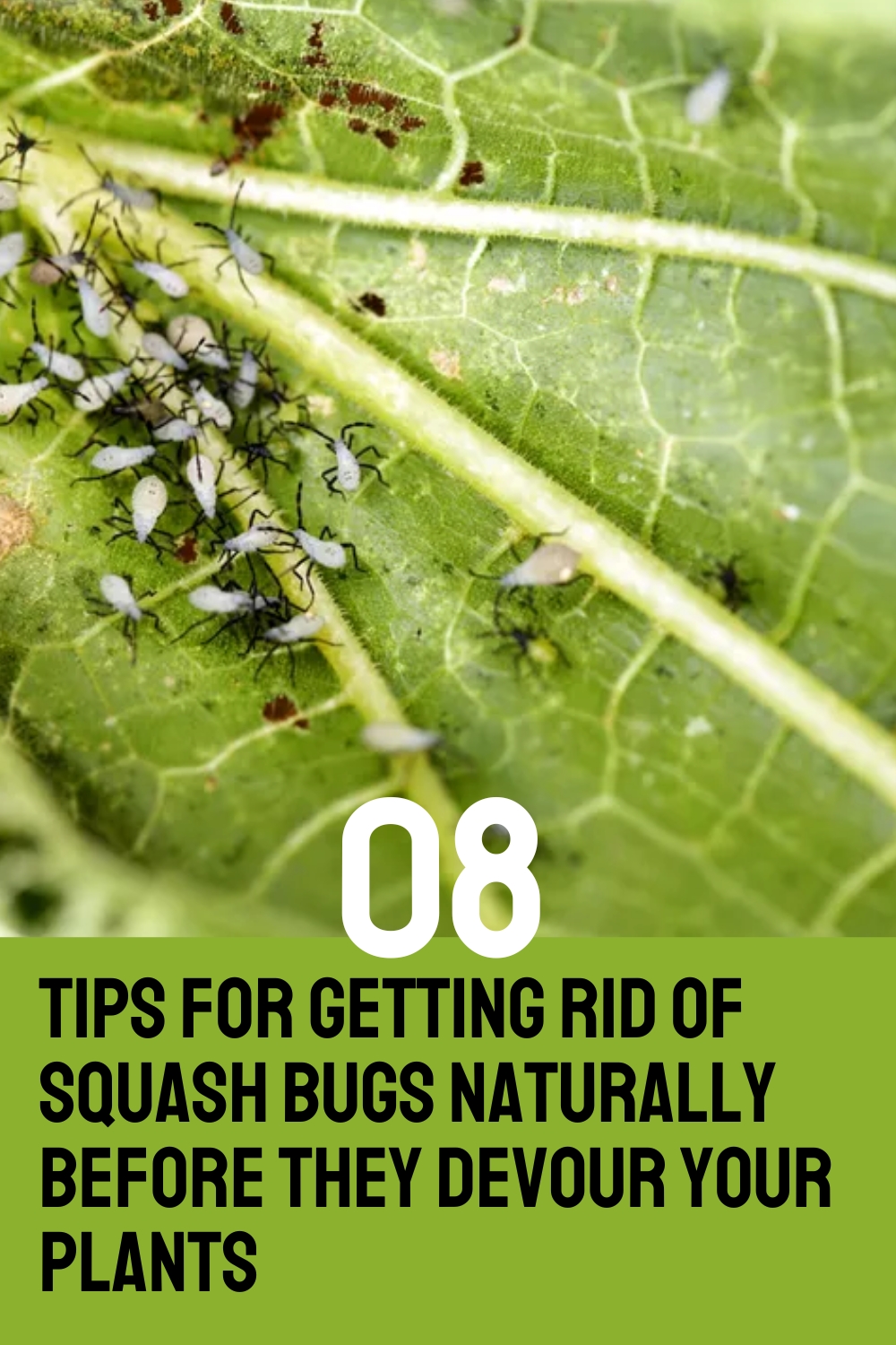 8 Tips for Getting Rid of Squash Bugs Naturally Before They Devour Your Plants