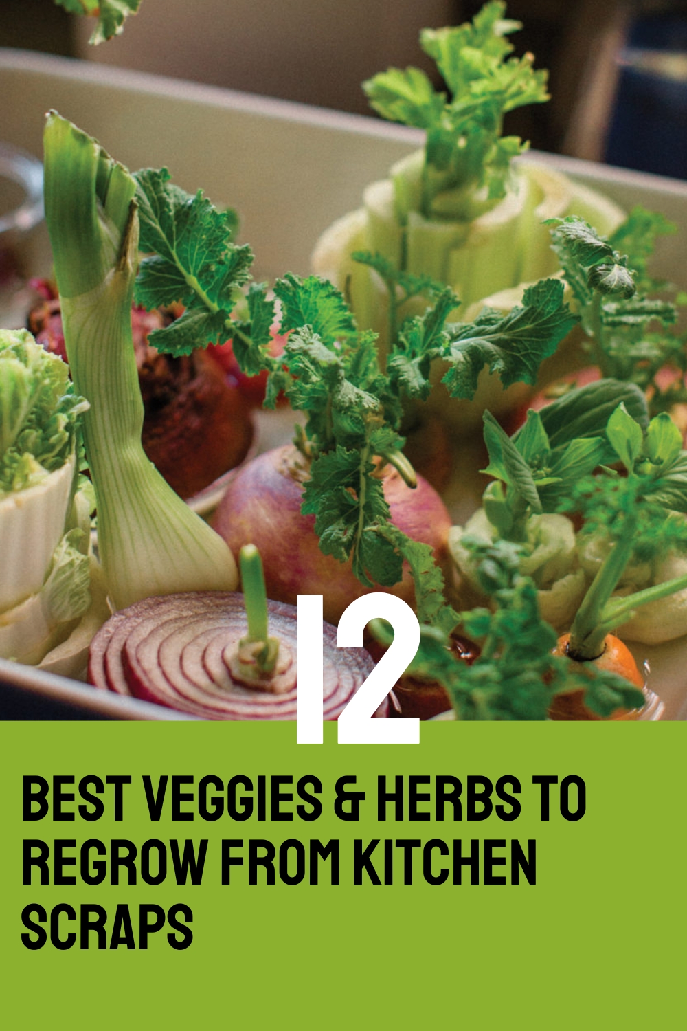 12 Best Veggies & Herbs to Regrow from Kitchen Scraps
