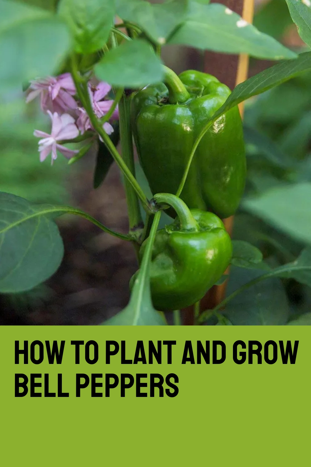 How to Plant and Grow Bell Peppers
