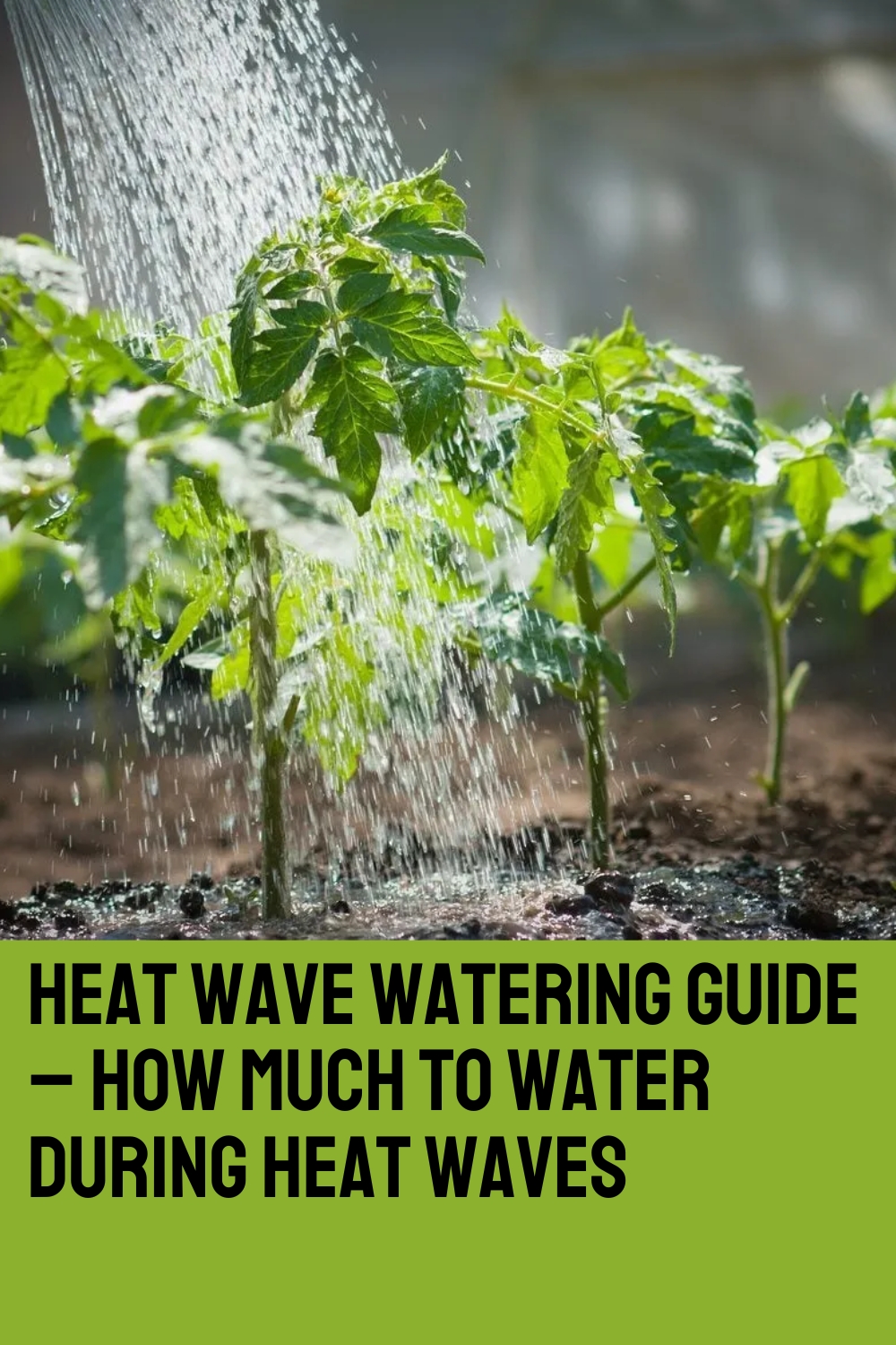 Heat Wave Watering Guide – How Much To Water During Heat Waves
