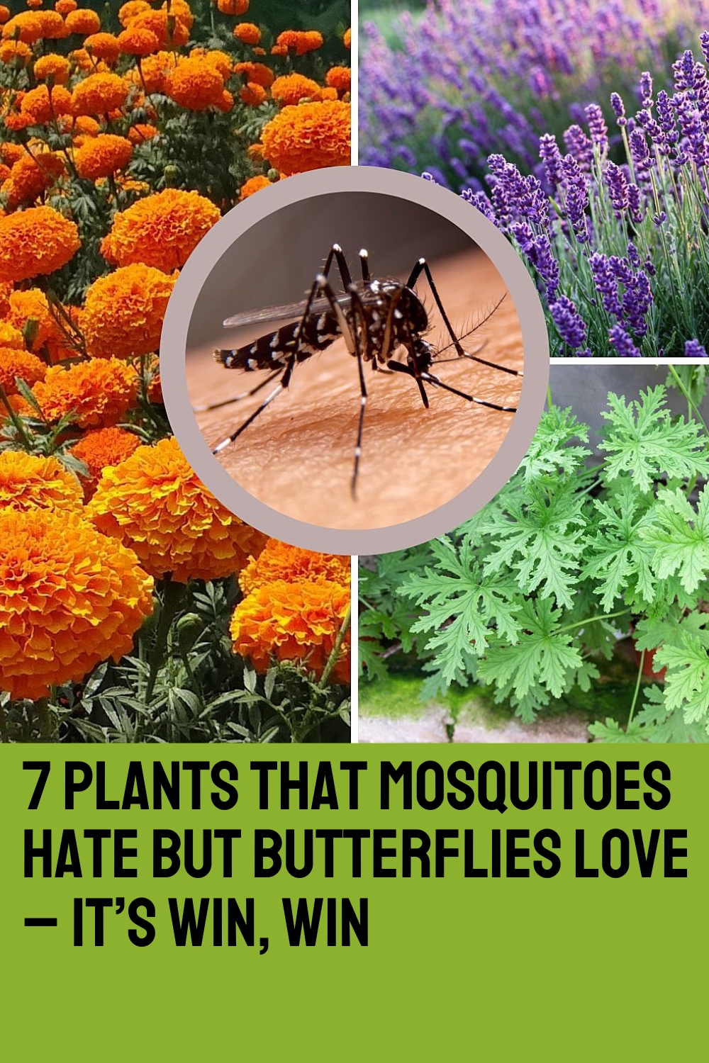 7 Plants That Mosquitoes Hate But Butterflies Love – It’s Win, Win
