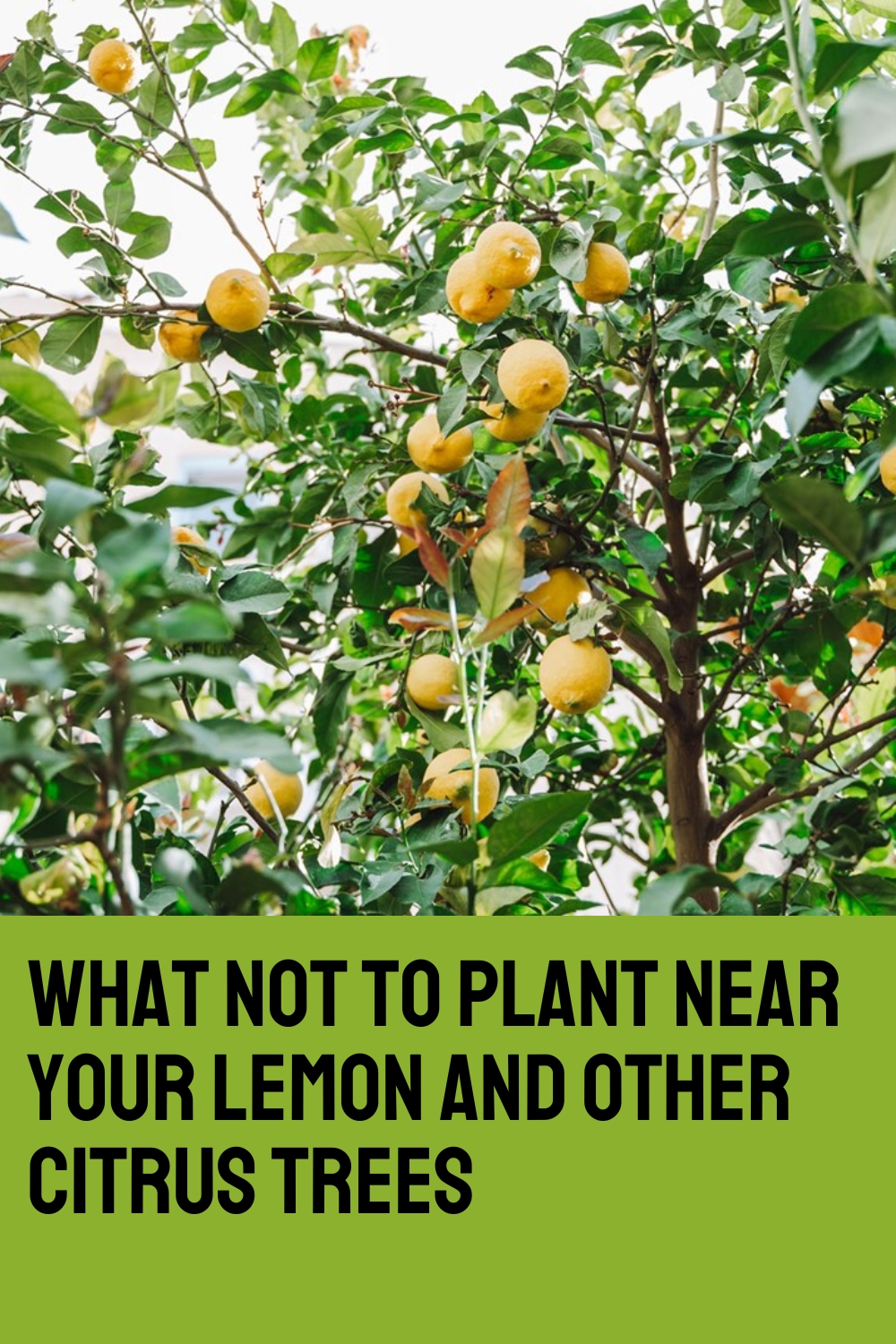 What not to plant near your lemon and other citrus trees
