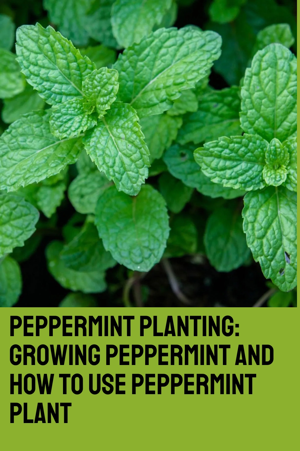 Peppermint Planting: Growing Peppermint And How To Use Peppermint Plant
