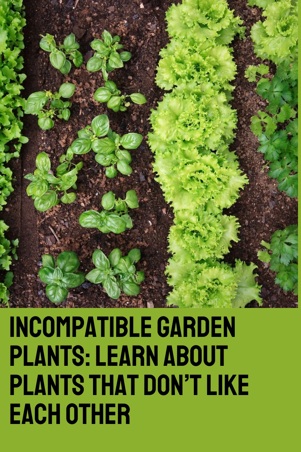 Incompatible Garden Plants: Learn About Plants That Don’t Like Each Other
