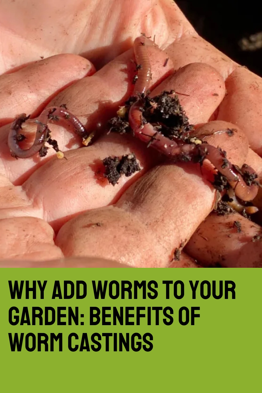 Why Add Worms to Your Garden: Benefits of Worm Castings