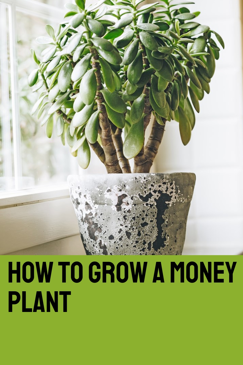 How to grow a money plant
