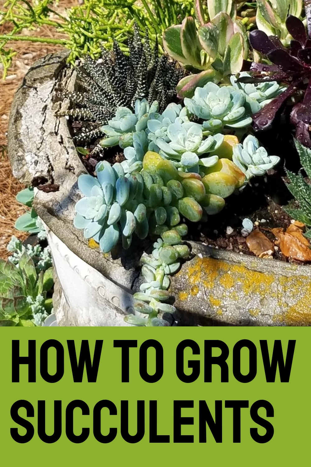 How to grow succulents 