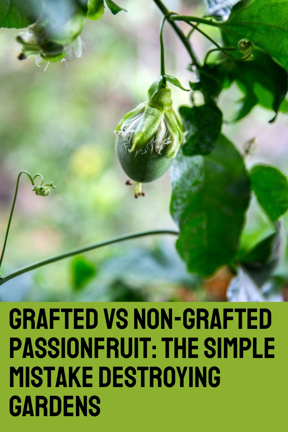 Grafted vs non-grafted passionfruit: the simple mistake destroying gardens
