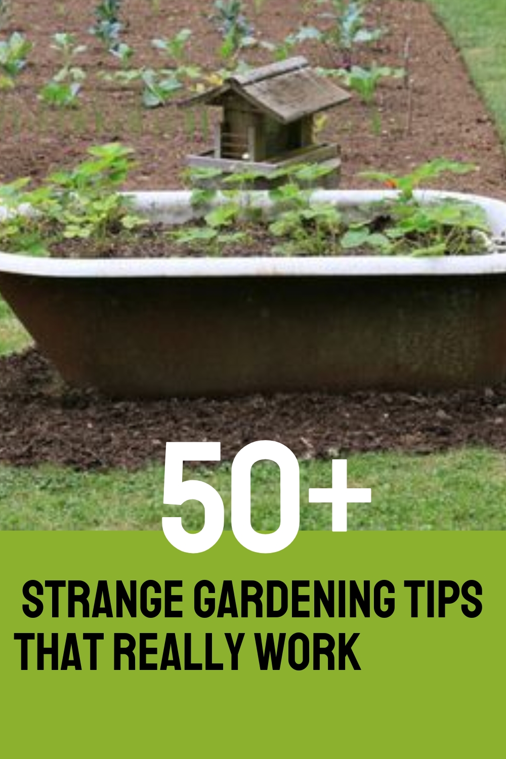 50+ Strange Gardening Tips That Really Work
