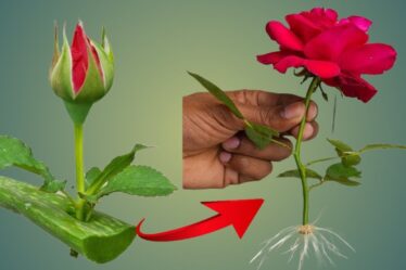 rose tips and tricks