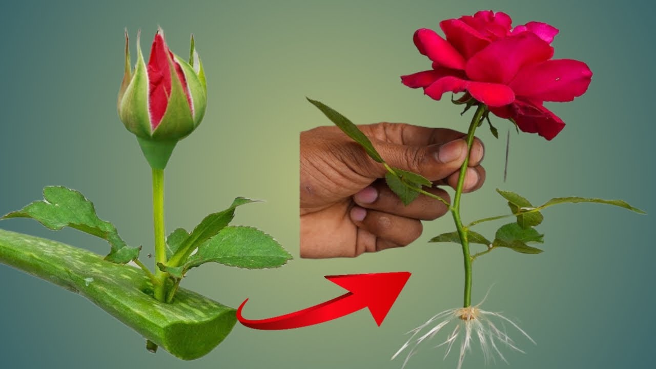 rose tips and tricks