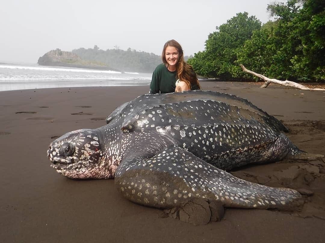 The Last Push: A Leatherback’s Fight for Life
