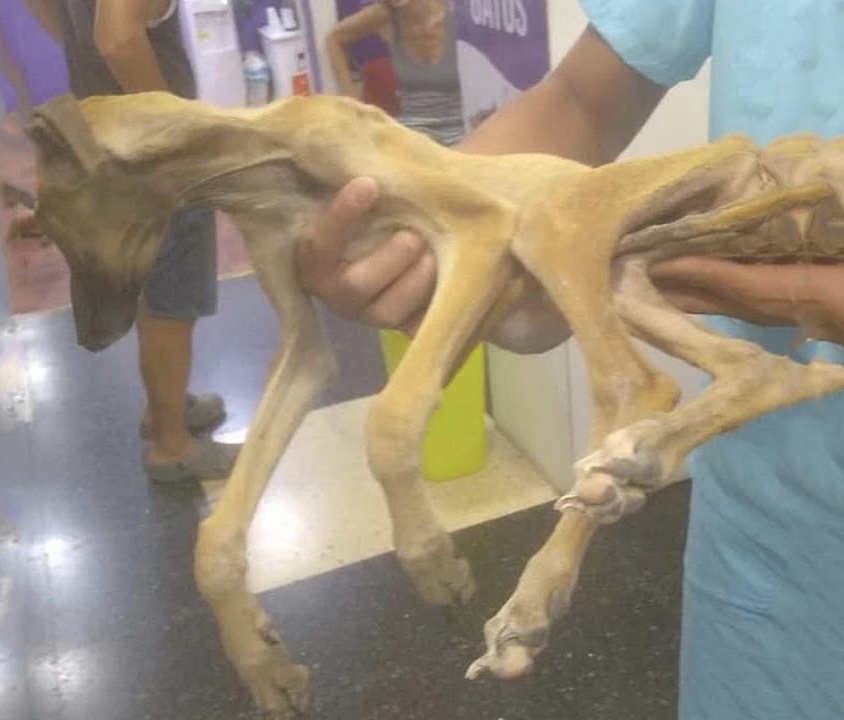 From Flea-Infested Misery to Freedom: A Dog’s Journey to Hope and Healing