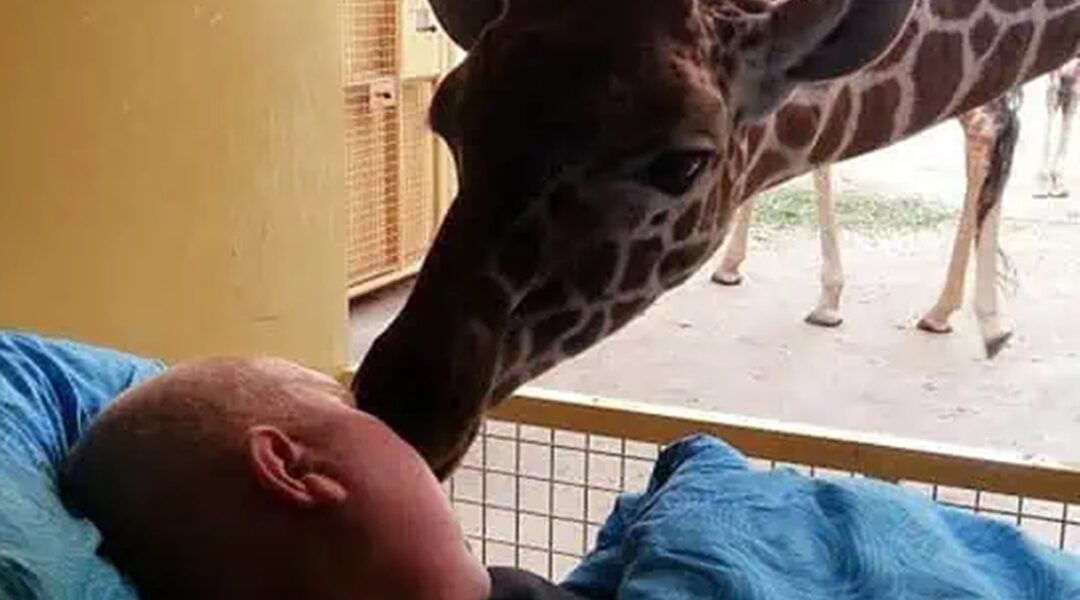 A Giraffe’s Last Goodbye: The Touching Farewell Between a Dying Zookeeper and the Animals He Loved