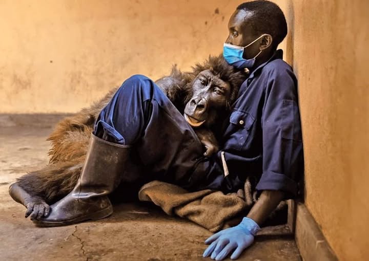 The Last Embrace: A Gorilla’s Final Goodbye to Her Rescuer.2641