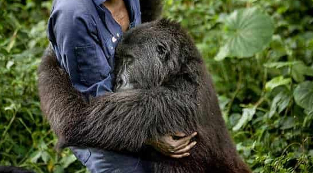 A Hug in the Rainforest: Ndazi and Her Guardian.
