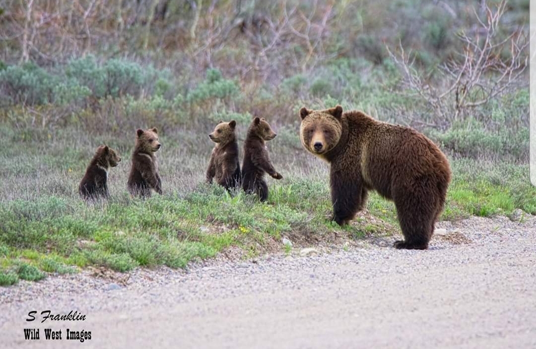 Grand Teton’s 399 Emerges with Quadruplets