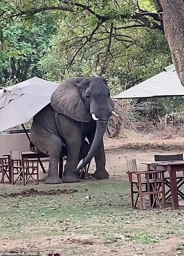 When the Elephant Wanted Coffee: A Day to Remember at the Safari Café.